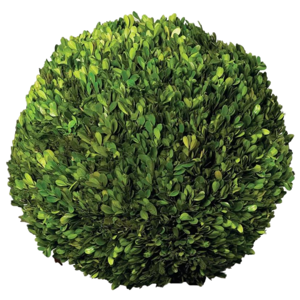 Preserved Boxwood Ball 16"
