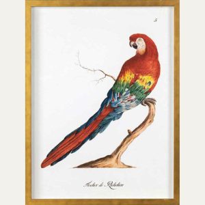 Bird Of Paradise IV