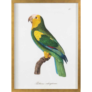 Bird Of Paradise III