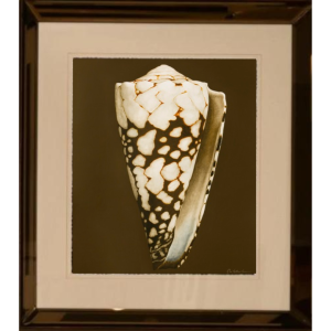Marbled Cone Shell