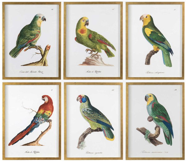 Framed Bird of Paradise IV botanical print, part of complete six-piece Bird of Paradise collection