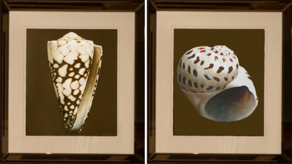 buy Marbled Cone Shell