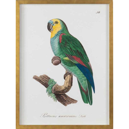 Bird_of_Paradise_VI__61745.png