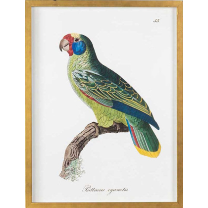 Bird_of_Paradise_v__92278.png